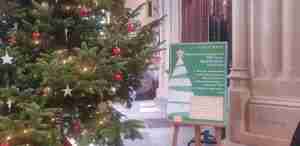 Christmas tree in the Abbey with Tree of Hope information board