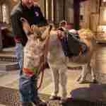 Dermot the Donkey in Bath Abbey