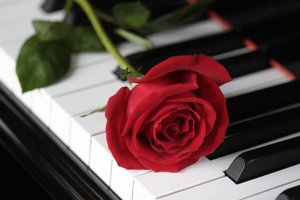 Rose on piano keys